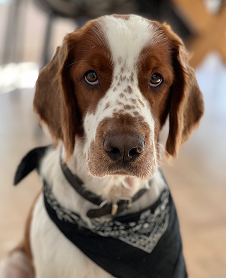 Hunden Harry, vvs-assistent